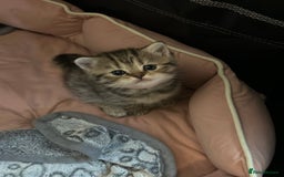 British Shorthair cats for sale: British Shorthair kittens  - Image 33