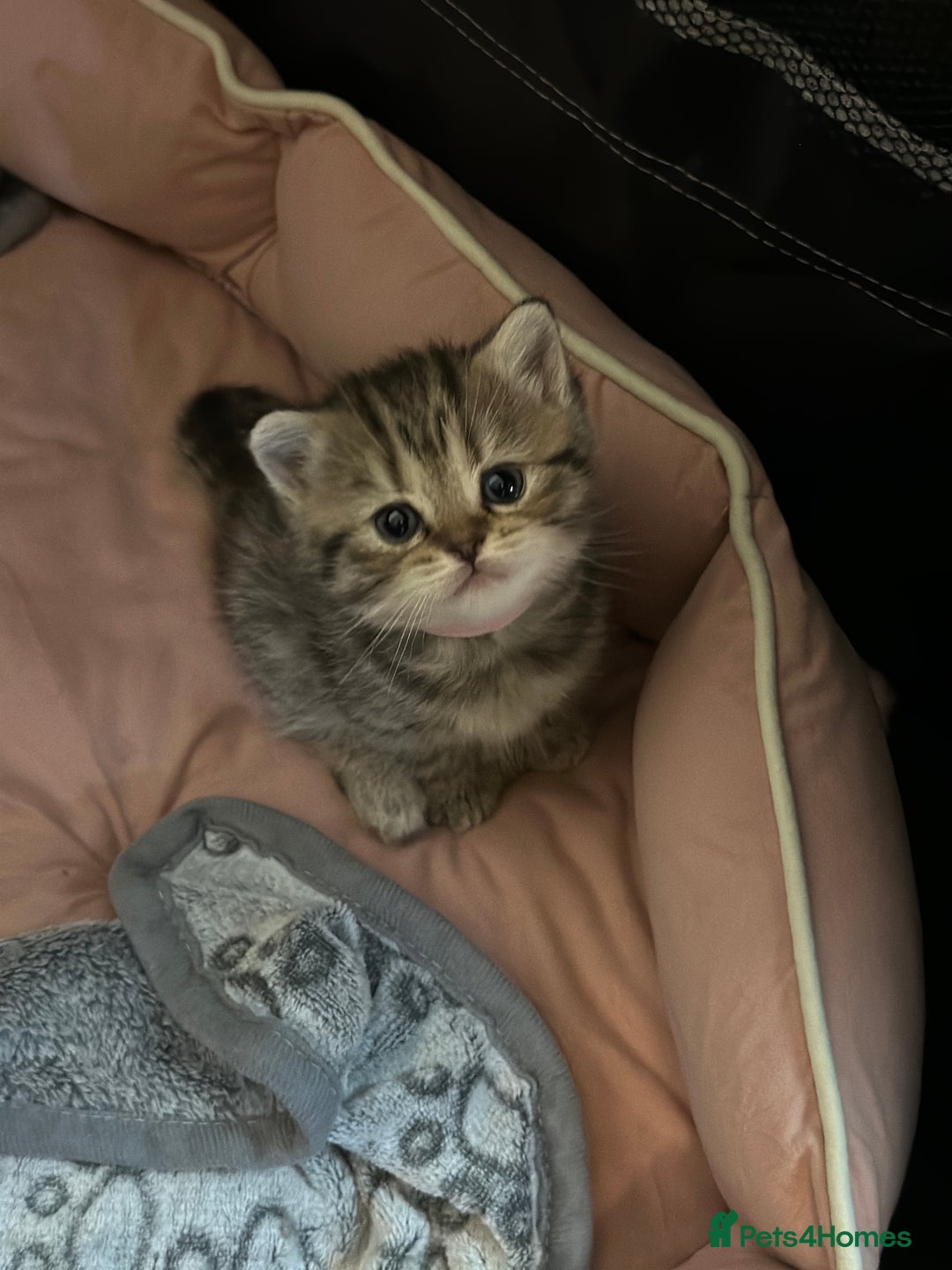 British Shorthair cats for sale: British Shorthair kittens  - Image 33