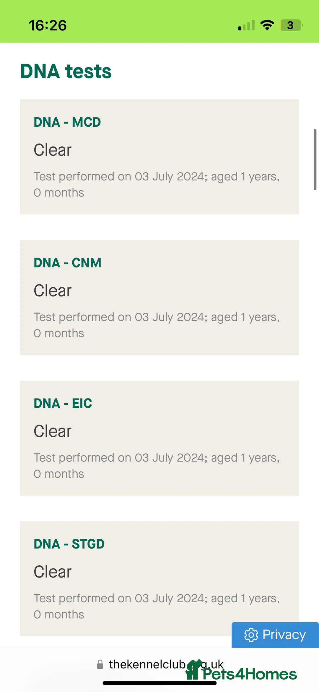 Labrador Retriever dogs for stud: KC & FULLY HEALTH TESTED DOG  in Holmfirth - Advert 2