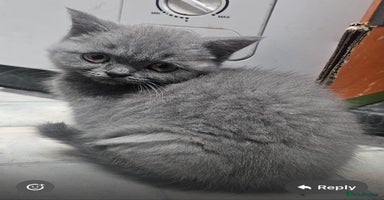 British Shorthair cats - Advert 4