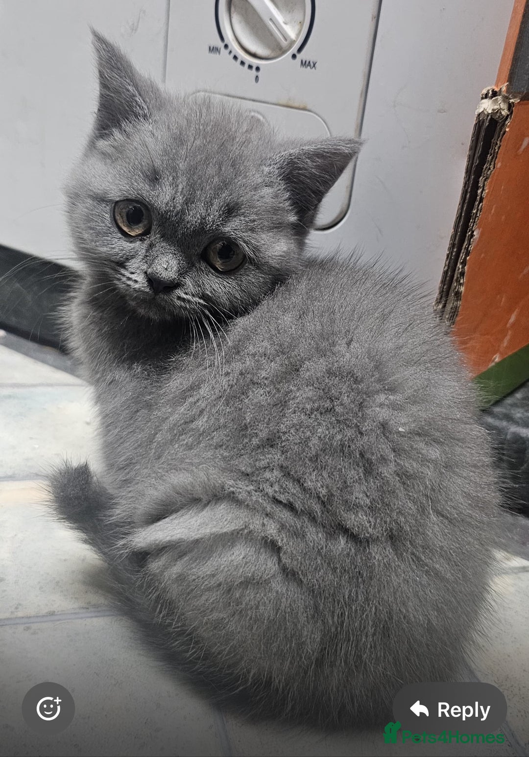 British Shorthair cats for sale: British shorthair  - Image 2