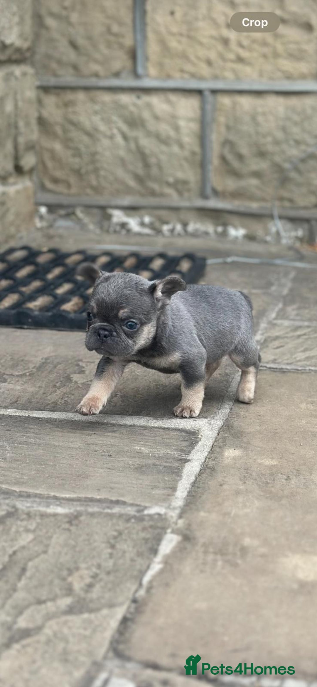French Bulldog dogs for sale: Miniature French bulldogs carry fluffy  - Image 1