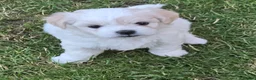 Mixed Breed dogs for sale: Long haired chihuahua x Bichon Frise  - Advert 14