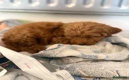 Mixed Breed dogs for sale: Toy Maltipoo X Miniature Labradoodle Puppies - Image 5