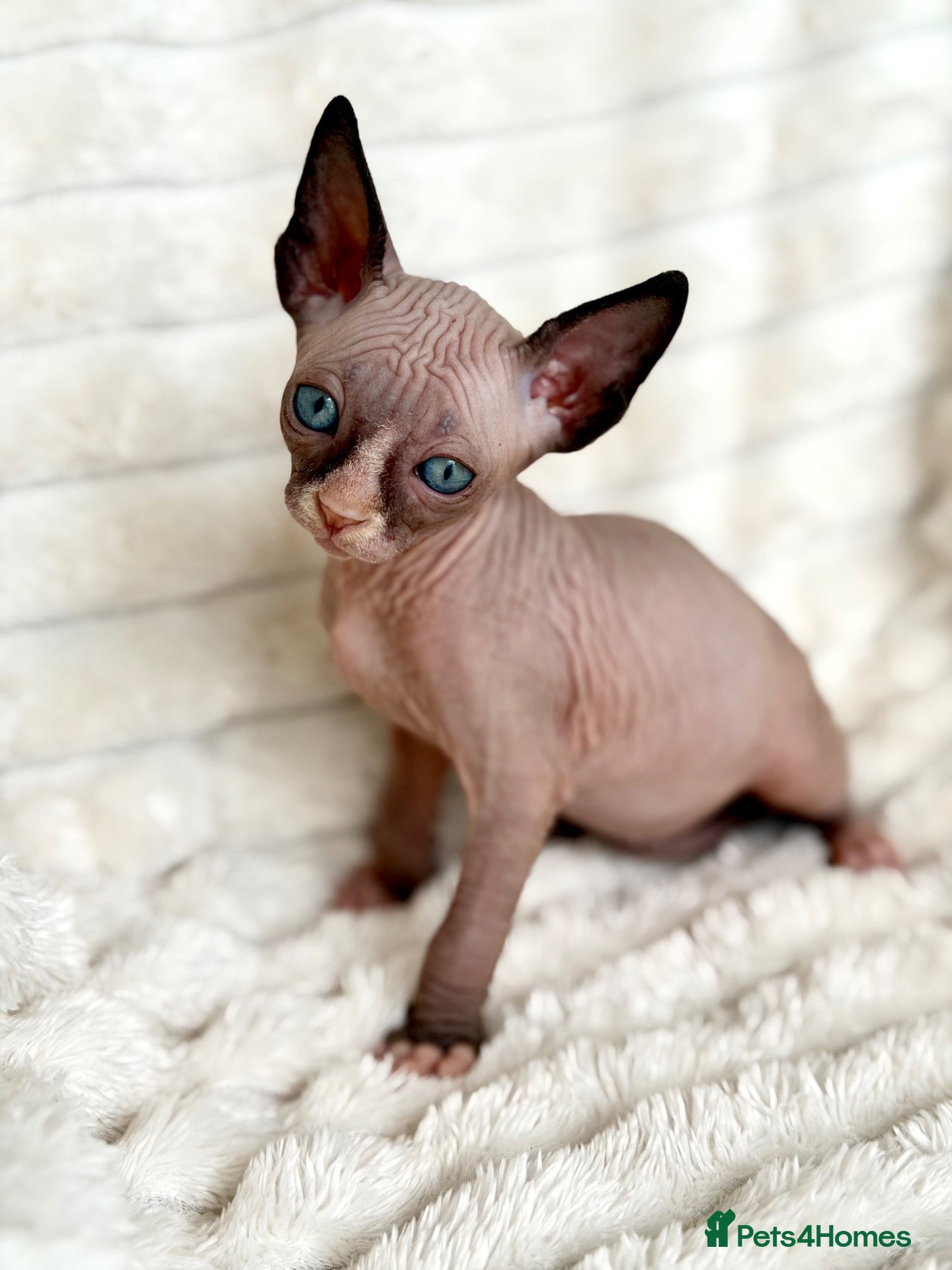 Sphynx cats  A Very Special Little Girl – Now Available  - Advert 2