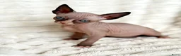 Sphynx cats for sale:  A Very Special Little Girl – Now Available  - Advert 1