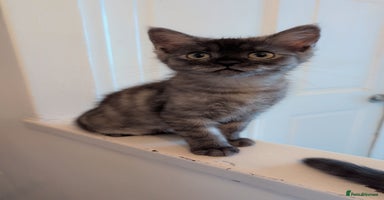 Persian cats - Advert 6