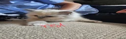 Ragdoll cats for sale: Beautiful Ragdolls Looking For Their Forever Home - Advert 8