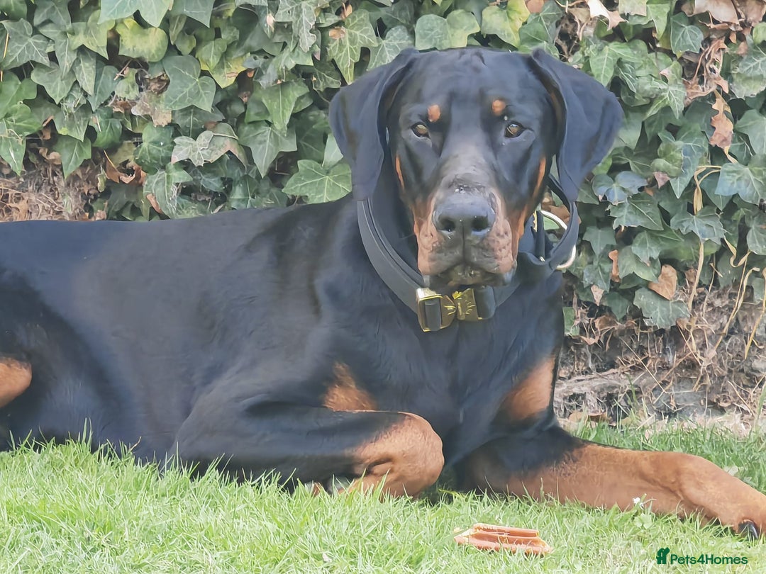 Dobermann dogs for sale: ⭐️ Pregnancy confirmed FULL EUROPEAN DOBERMANN ⭐️ - Image 8