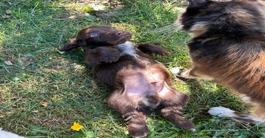 Cocker Spaniel dogs - Advert 2