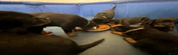 Rottweiler dogs for sale: ⊞⊞super Classic Family Companion pups⊞⊞ in Worthing - Advert 5