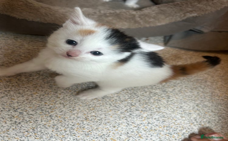 Mixed Breed cats - Advert 4