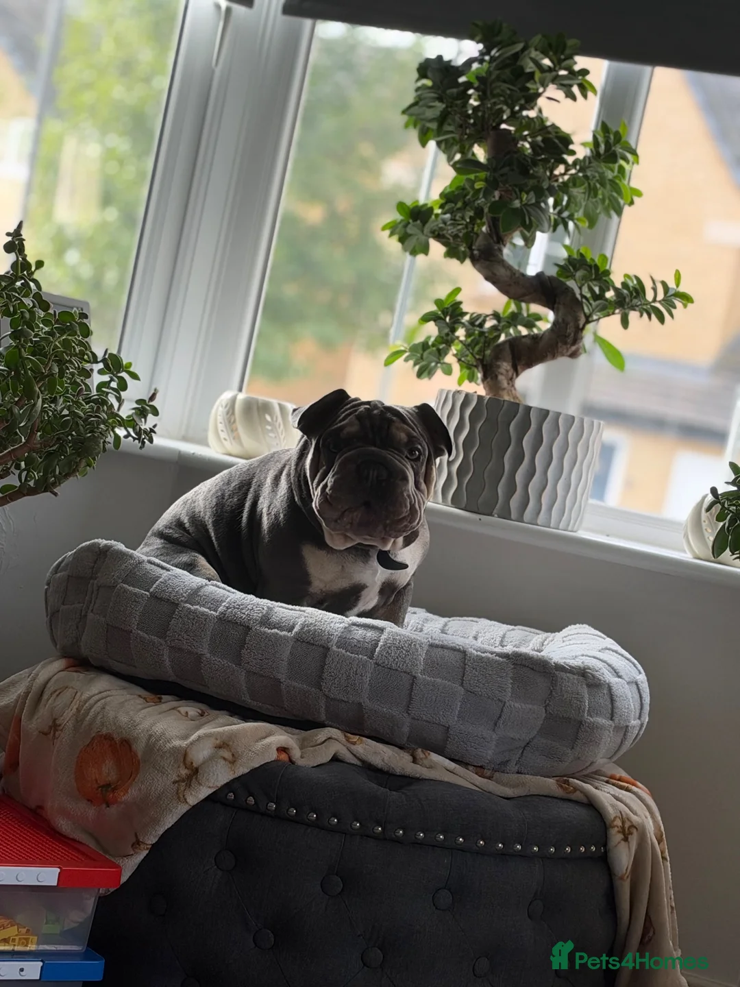 Mixed Breed dogs for sale: Velvet French bulldog boy  - Advert 2