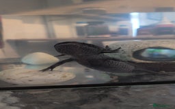 Axolotl reptiles for sale: Beautiful male axolotl  - Image 1