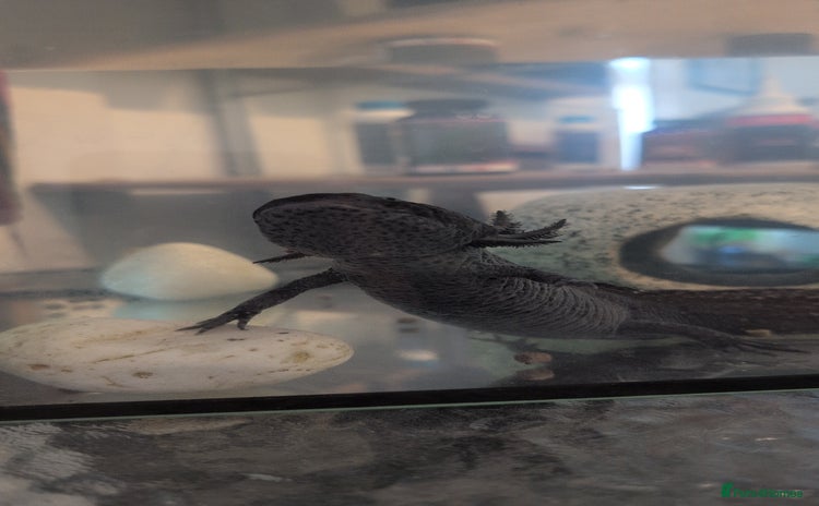 Axolotl reptiles - Advert 1