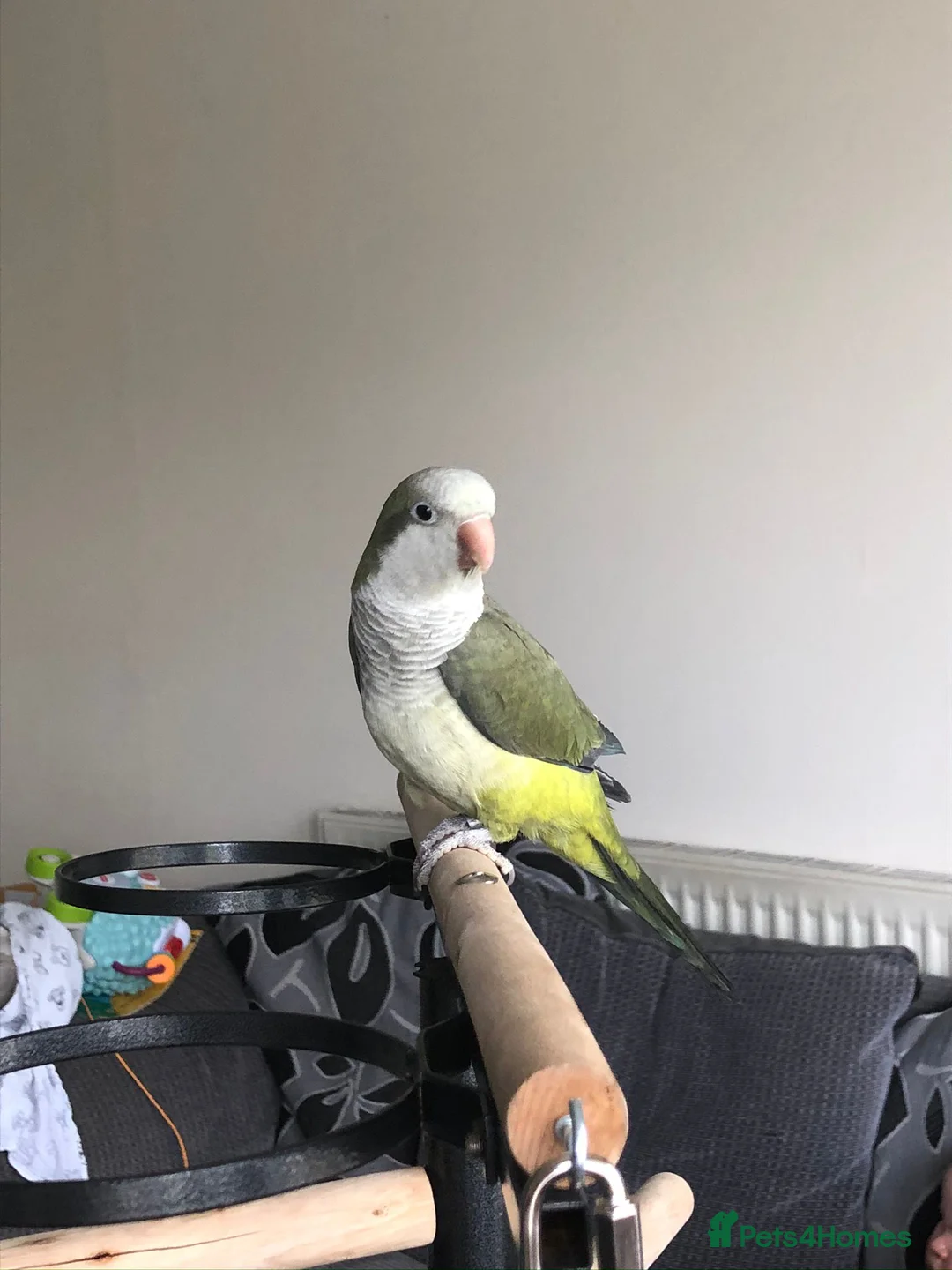 Parakeets birds for sale: Quaker parrot parakeet in need of a loving home. in Leicester - Advert 1