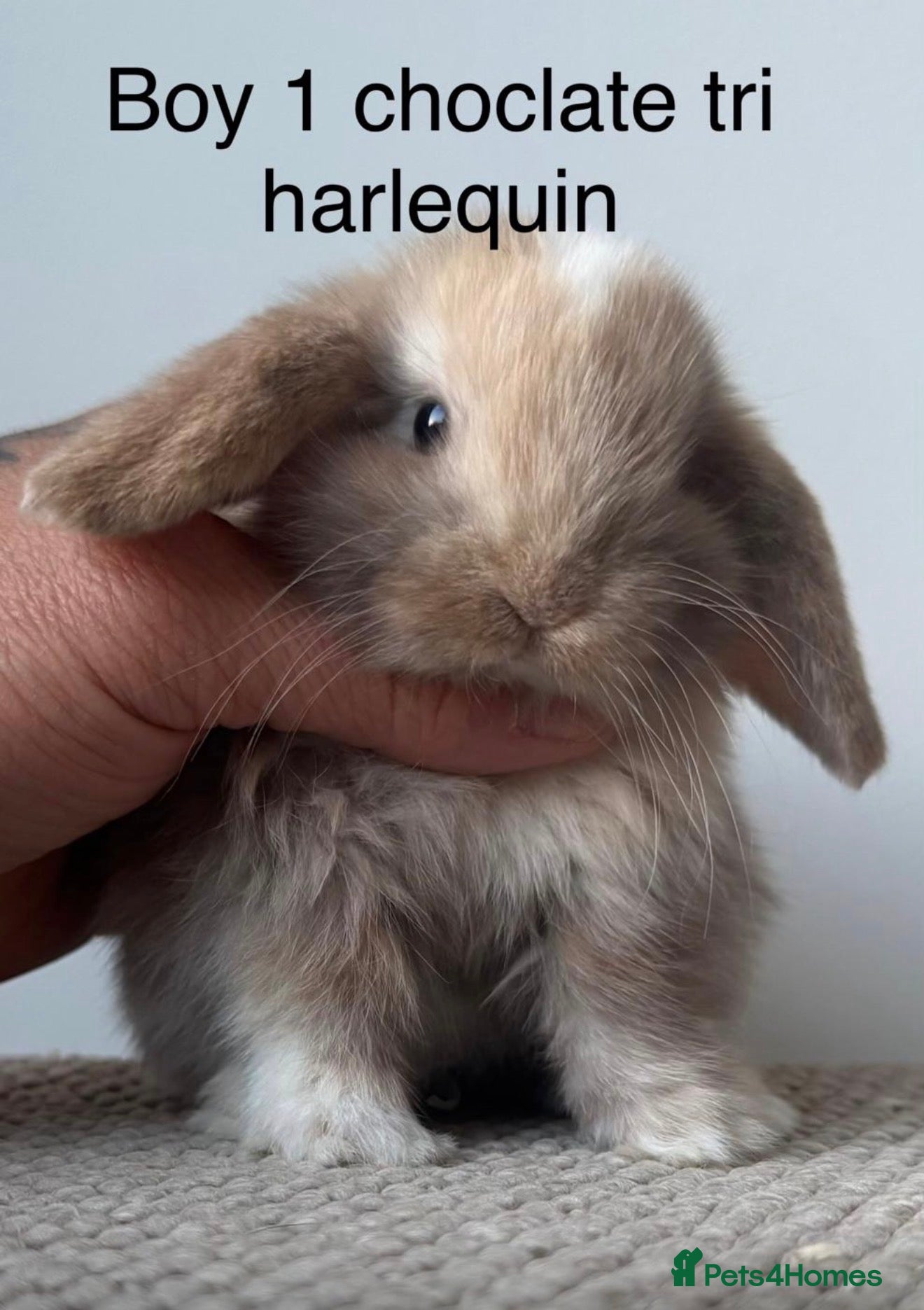Mini Lop rabbits Stunning Chocolate Harlequin Mini Lops🍫🐰 - Advert 1