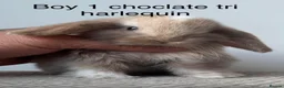Mini Lop rabbits for sale: Stunning Chocolate Harlequin Mini Lops🍫🐰 - Advert 1
