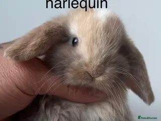 Mini Lop rabbits for sale: Stunning Chocolate Harlequin Mini LopsđŤđ° - Advert 1