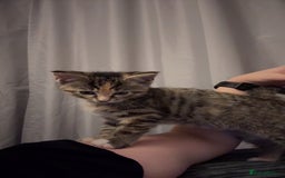 Domestic Shorthair cats for sale: 🐾 Adorable Kitten Looking for a Loving Home 🐾 - Image 6