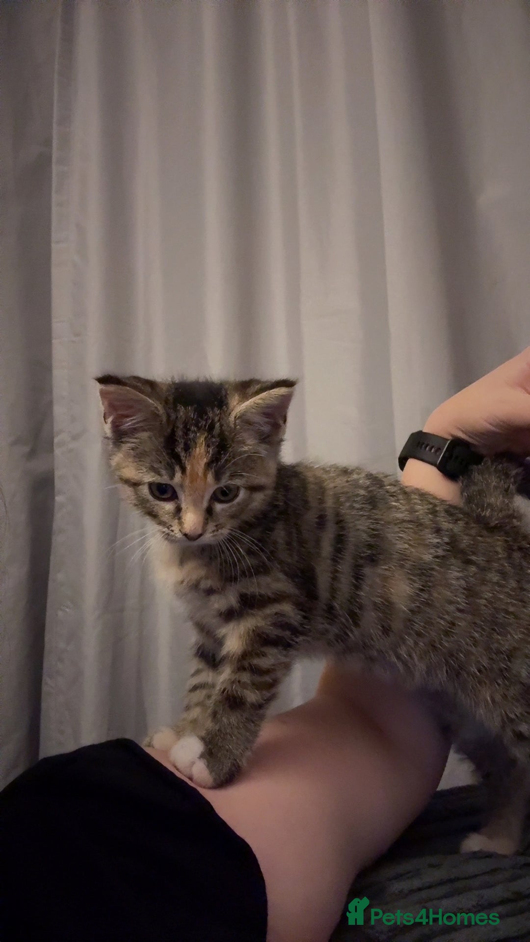 Domestic Shorthair cats for sale: 🐾 Adorable Kitten Looking for a Loving Home 🐾 - Image 6