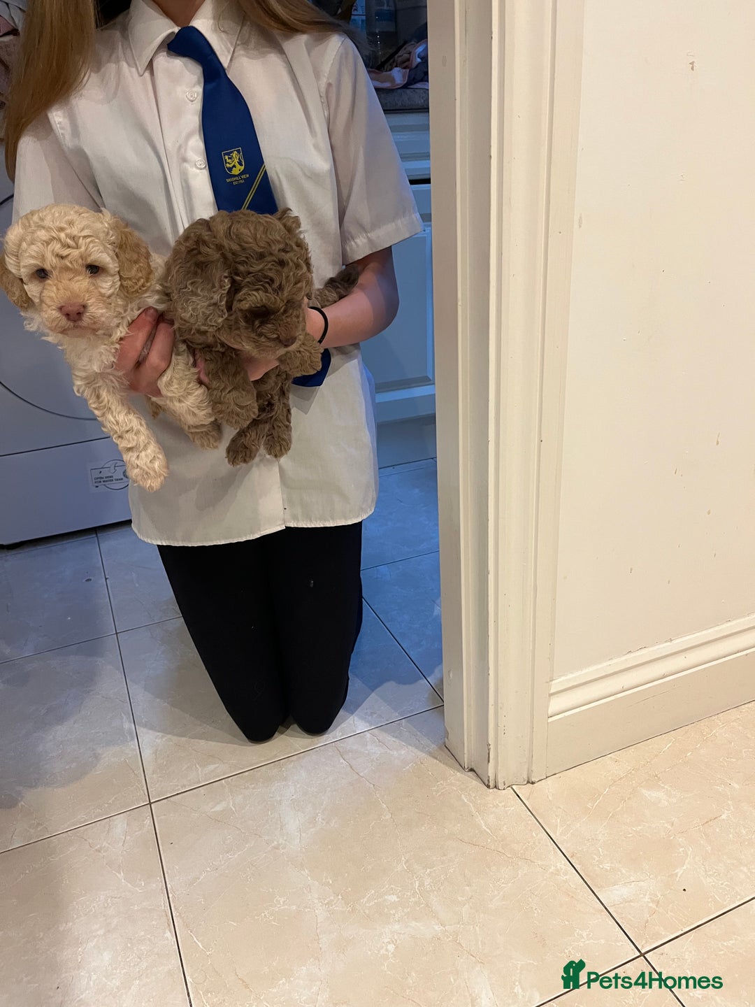 Cockapoo dogs for sale: Stunning health tested F1b cockerpoo puppies - Advert 12