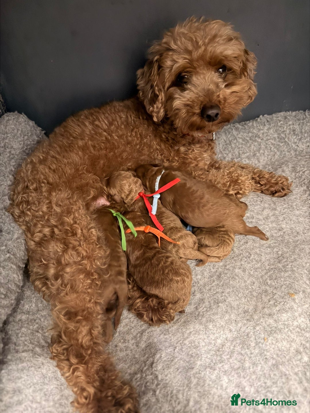 Toy Poodle dogs for sale: Tiny deep red toy poodle, kc dna health clear   - Advert 1