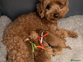 Toy Poodle dogs Tiny deep red toy poodle, kc dna health clear - Advert 11