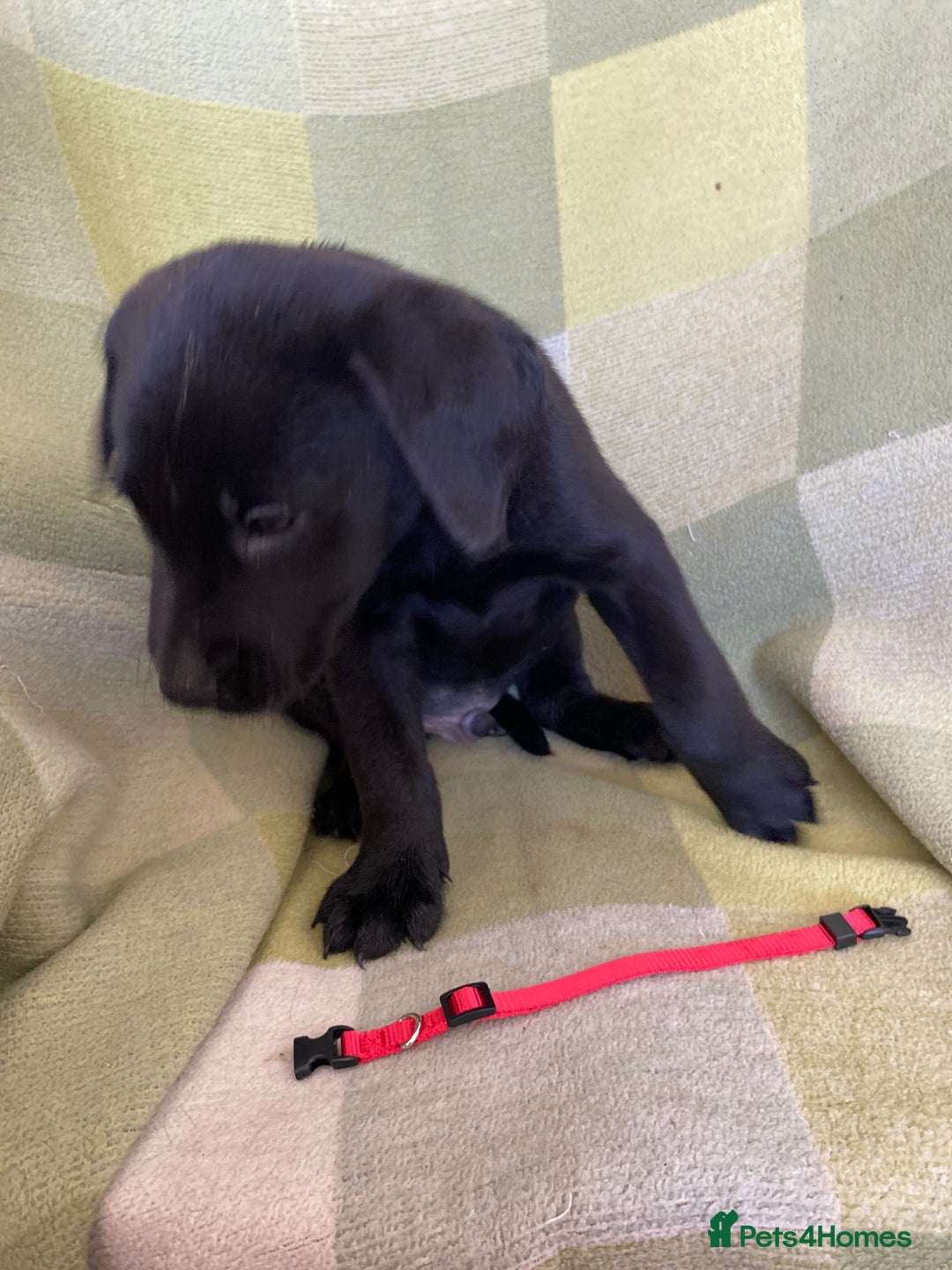 Labrador Retriever dogs for sale: KC Registered Labradors - Image 6
