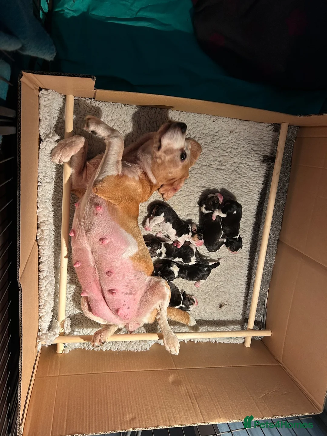 Beagle dogs for sale: Top KC Reg Beagle Puppies - Advert 3