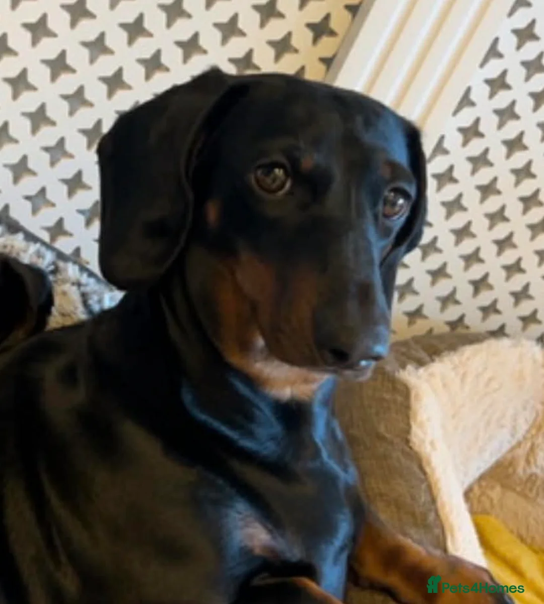 Dachshund dogs for sale: Stunning 5 generation KC standard dachshunds  in Thornton-Cleveleys - Advert 21