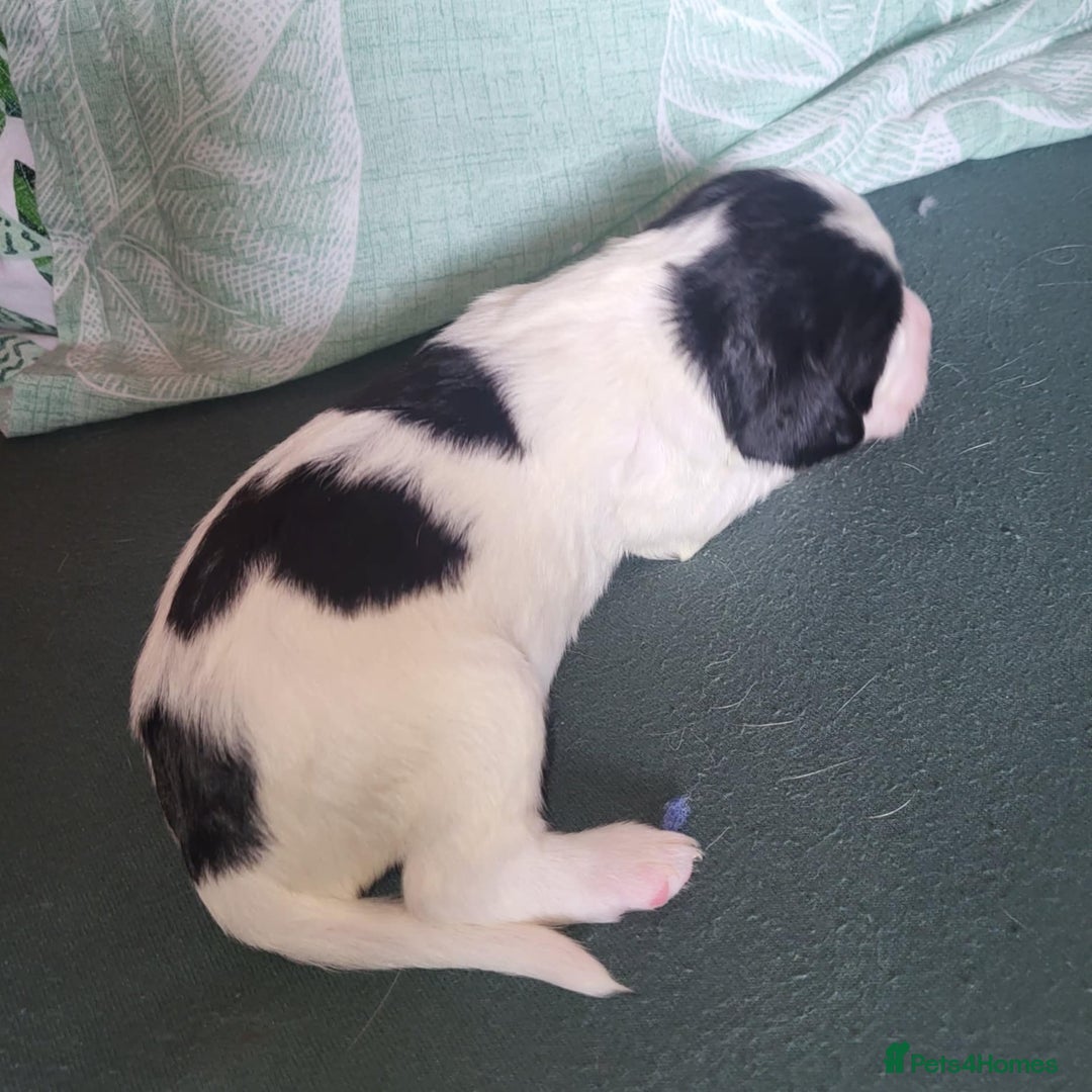 Sprocker dogs for sale: Adorable Chunky Sprocker Spaniel Pups - Image 22