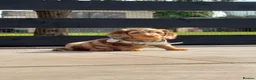 Miniature Dachshund dogs for sale: Chocolate & Tan Dapple Miniature Dachshund Boy  - Advert 4