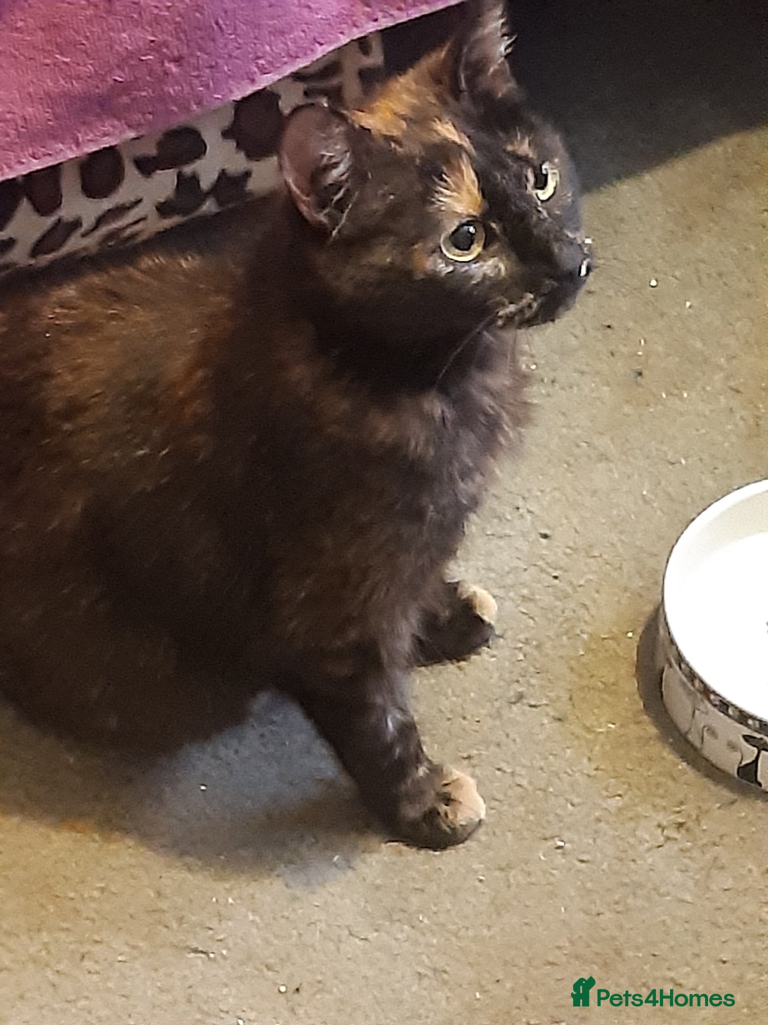 Mixed Breed cats for adoption: Rescue cats for adoption in Potters Bar - Advert 4