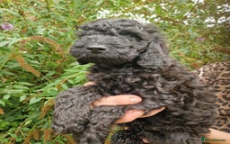 Cockapoo dogs for sale: SIMPLY UNIQUE SHOW TYPE F1b COCKAPOOS - Image 38