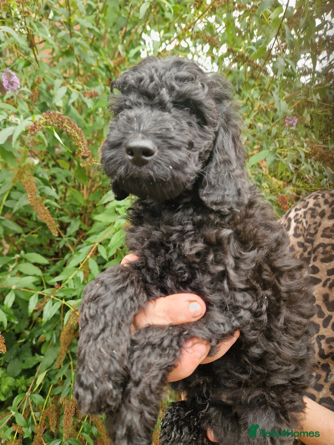 Cockapoo dogs for sale: SIMPLY UNIQUE SHOW TYPE F1b COCKAPOOS - Image 38