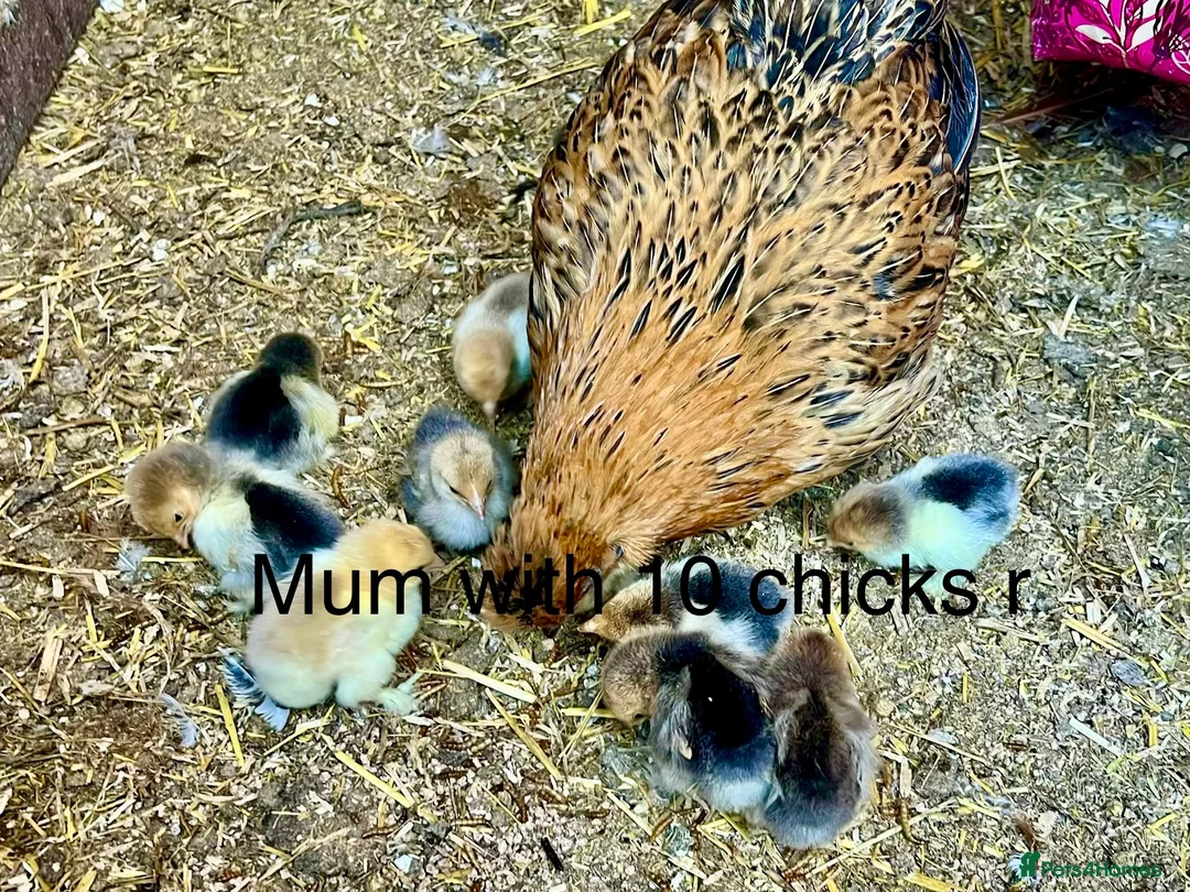 Chickens poultry for sale: 3 mums with chicke  9.10.15 and no time wastt - Advert 2