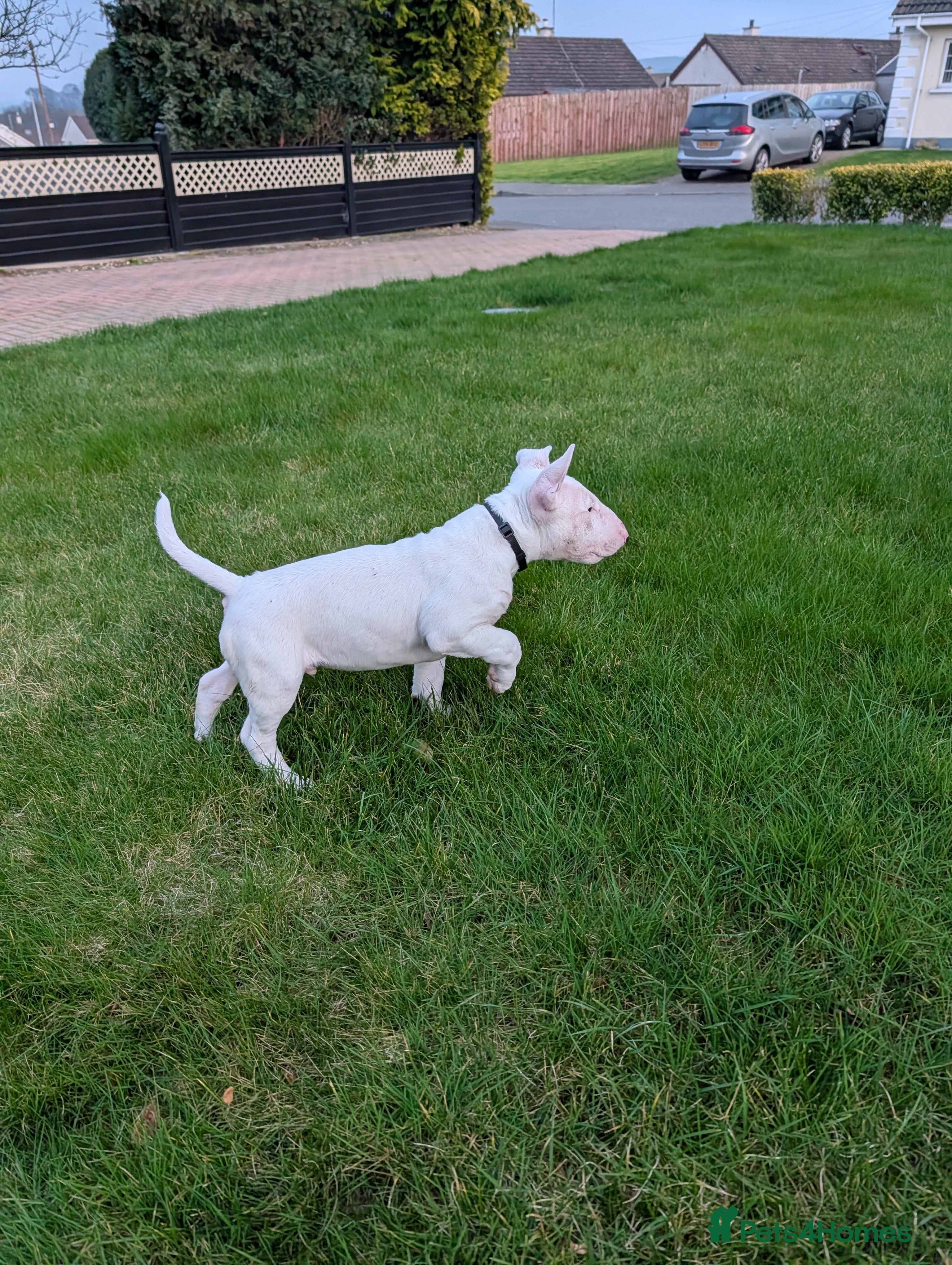 English Bull Terrier dogs English bull terrier pups - Advert 2