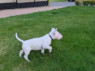 English Bull Terrier dogs English bull terrier pups - Advert 2