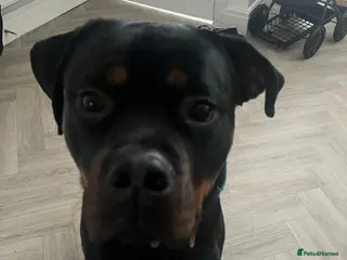 Mixed Breed dogs 1 YO male Rottweiler - Advert 8