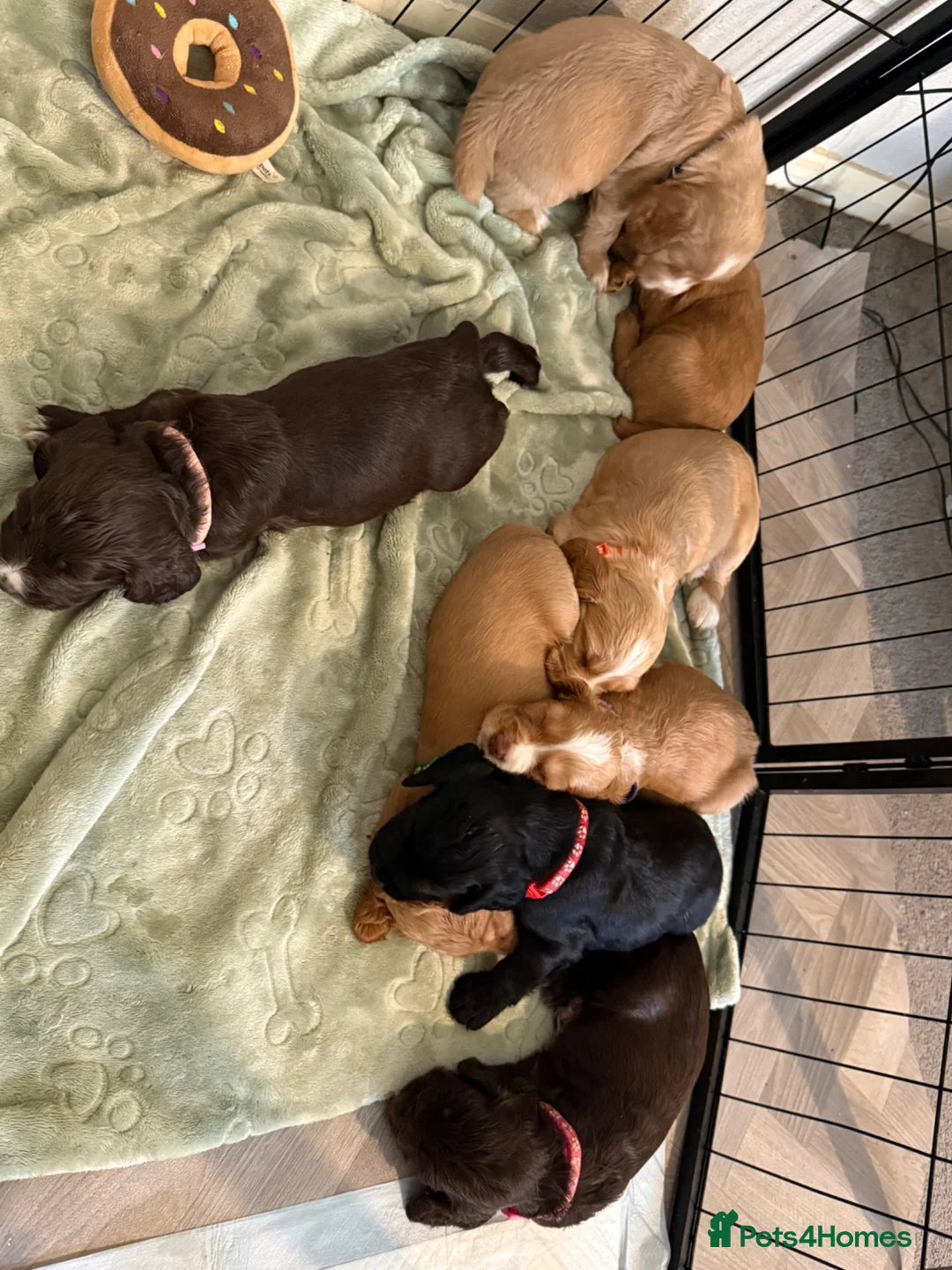 Cocker Spaniel dogs for sale: 🐶 Beautiful Cocker Spaniel Puppies 🐶  - Advert 1