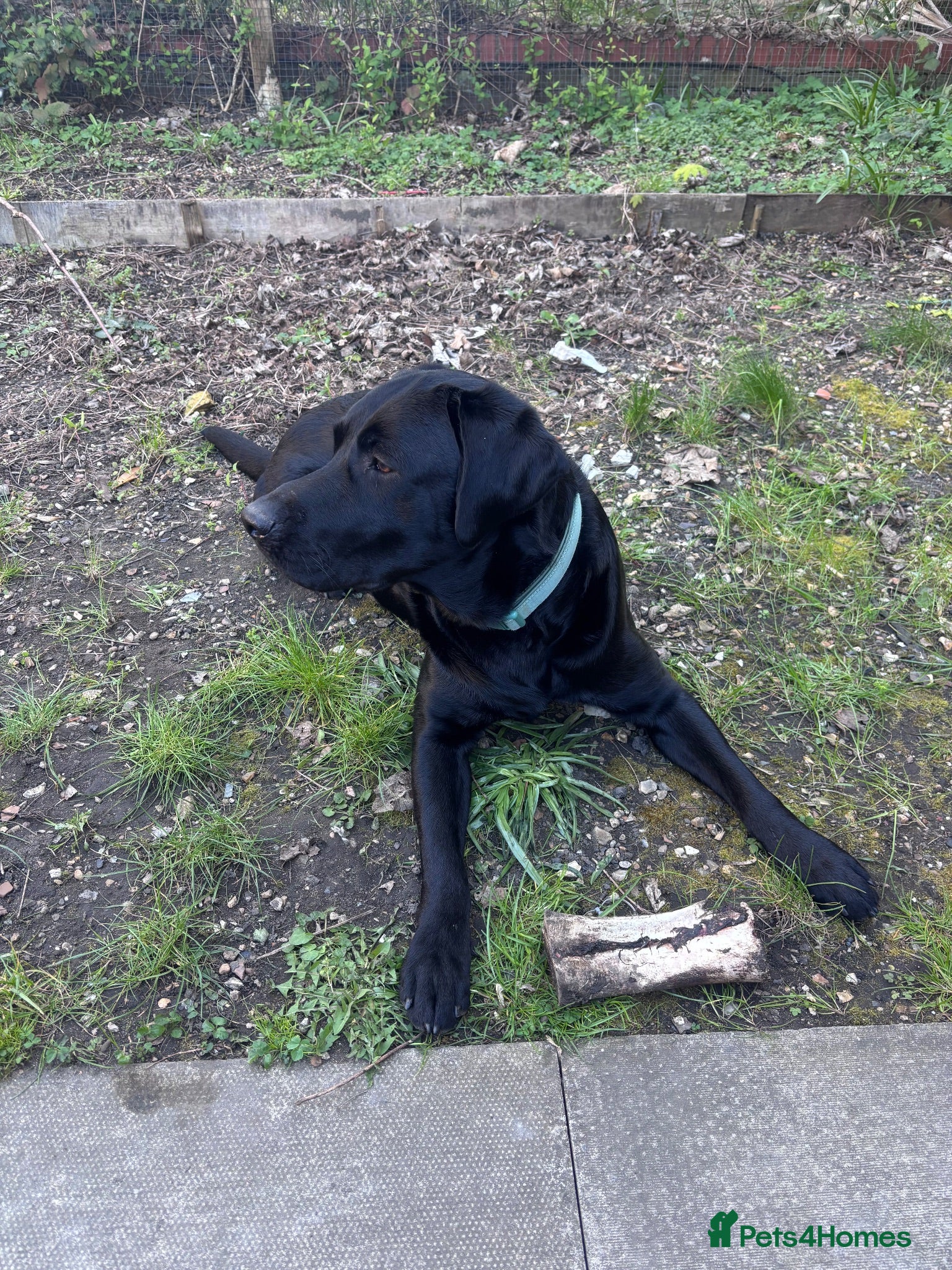 Labrador Retriever dogs Lovely Labrador retriever  - Advert 1