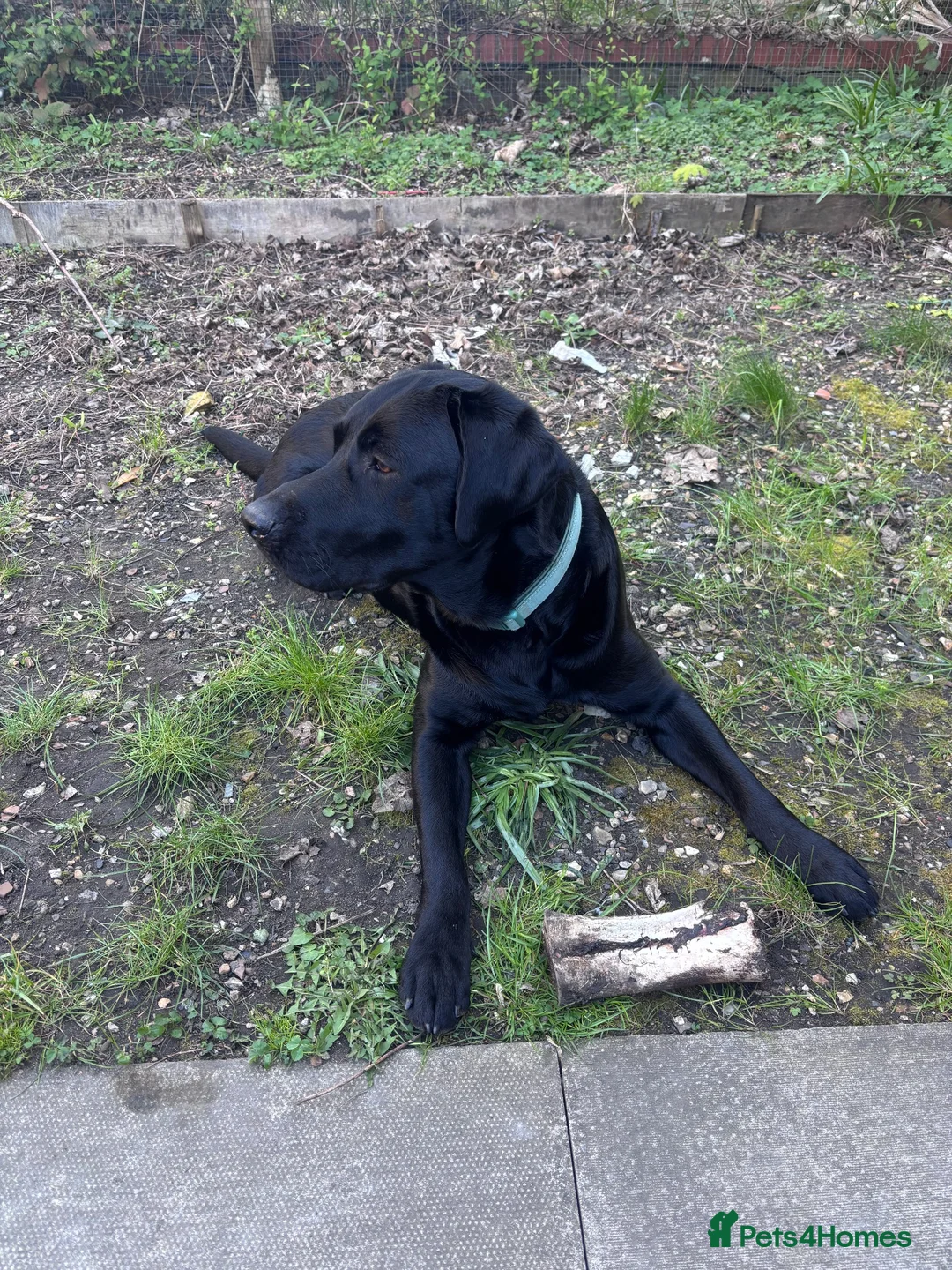 Labrador Retriever dogs for sale: Lovely Labrador retriever  - Advert 1
