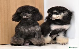 Miniature Poodle dogs for sale: SMALL SIZE MINIATURE PUPPIES RARE COLOUR DNA TEST - Image 20
