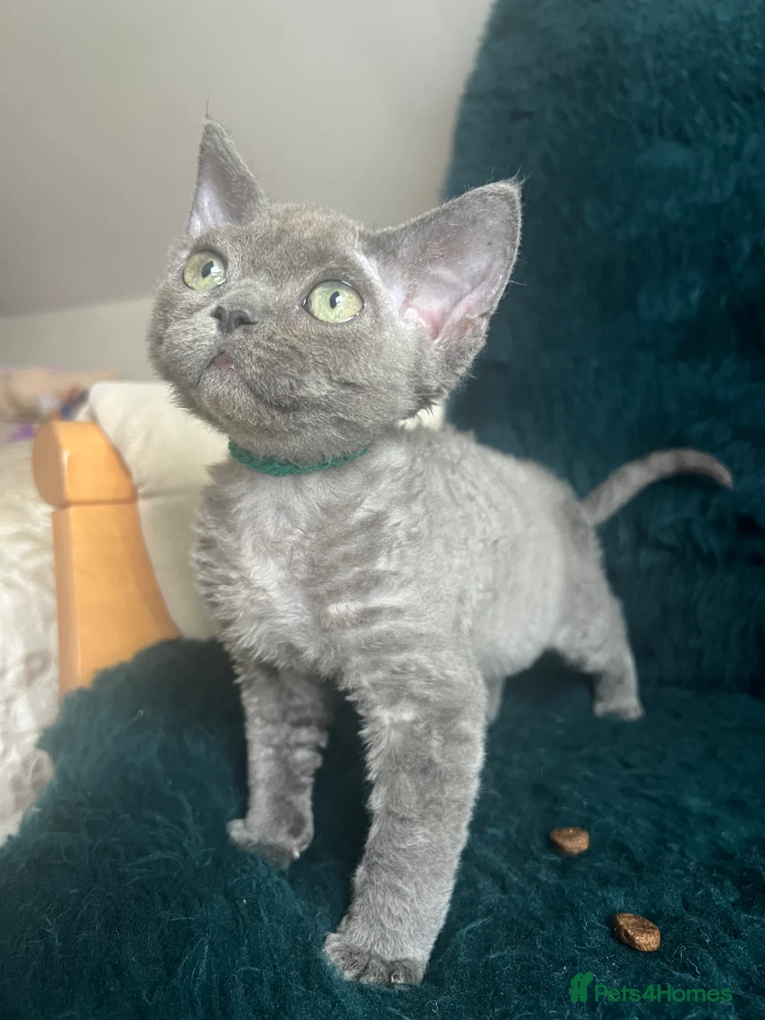 Devon Rex cats for sale: Devon Rex kittens  - Advert 8