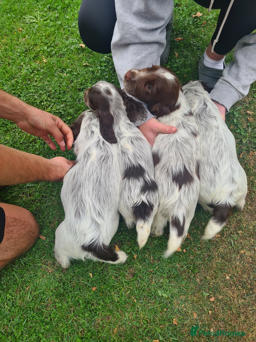 Sprocker dogs for sale: Sprocker puppies  - Image 3