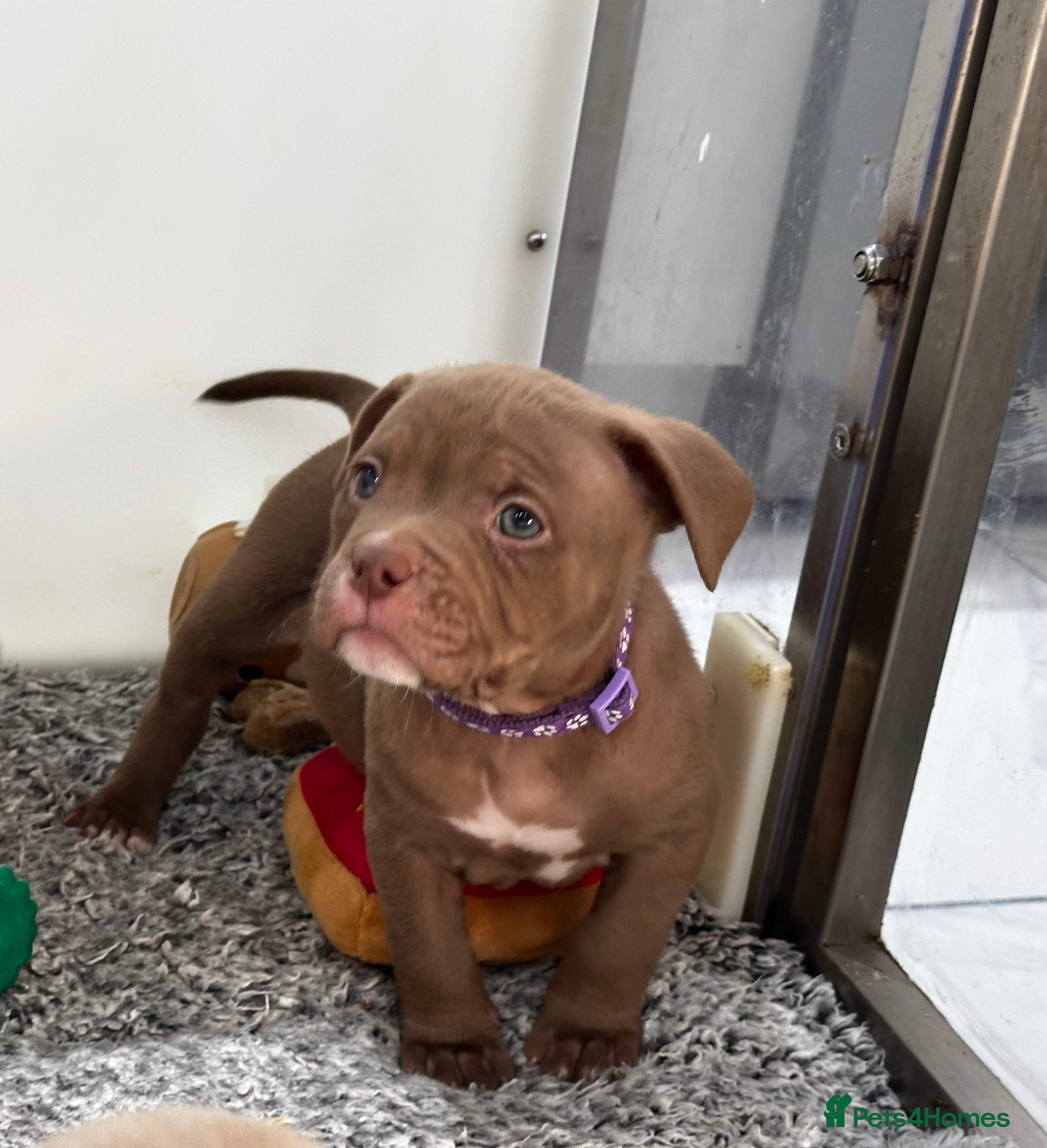 American Bully dogs Last 2 ABKC POCKET BULLYS IMPORT BLOODLINES - Advert 5