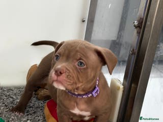 American Bully dogs Last 2 ABKC POCKET BULLYS IMPORT BLOODLINES - Advert 8