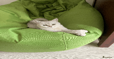 Scottish Fold cats - Advert 5