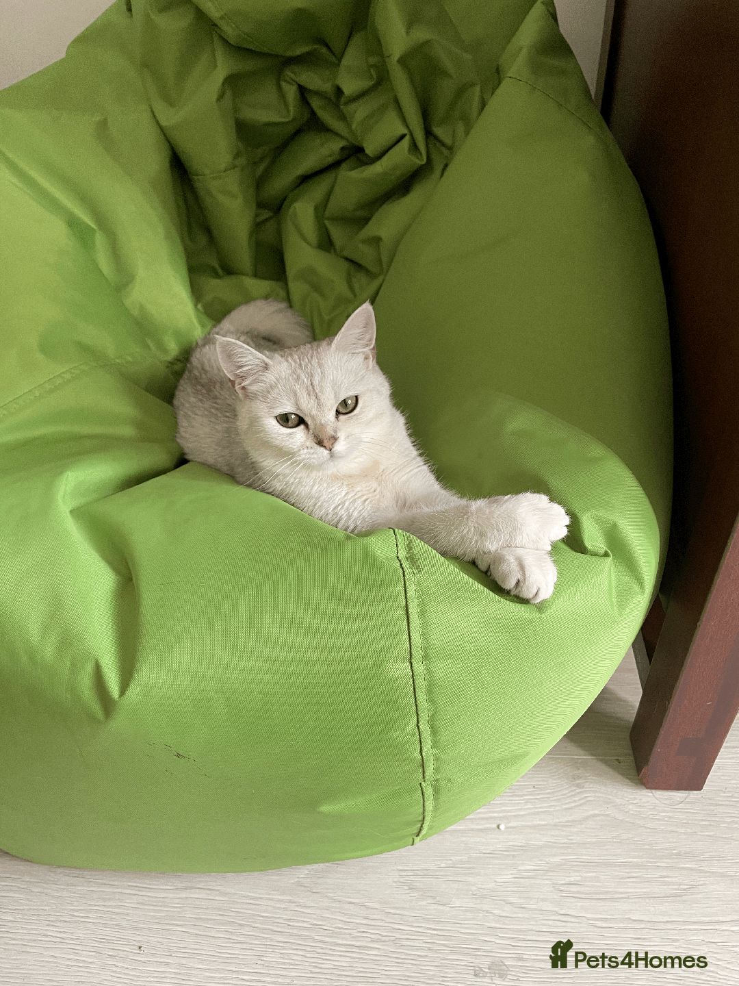 Scottish Fold cats for sale: Kittens 5  - Image 2